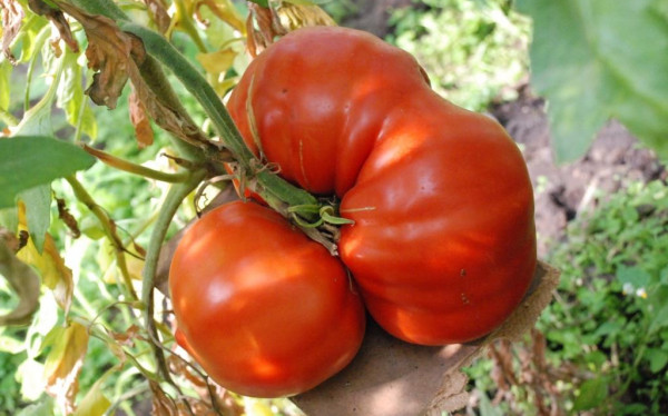 pomidor.JPG.JPG